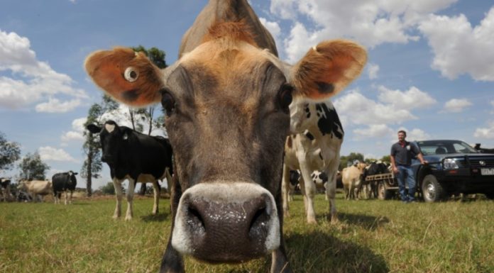 ‘Cleanest and greenest’: Farmers aim to turnaround dairy with ex-premier’s help