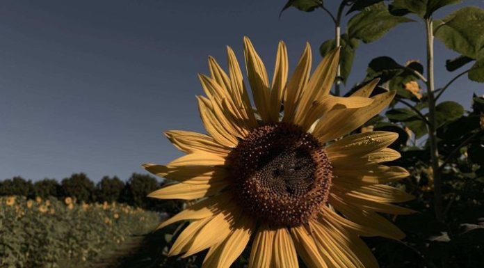 How Insta-farming has led to blooming business at rural farms – ABC News