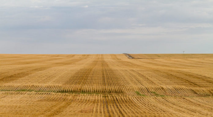 Long-Term Asset Partners pulls $2.4 billion bid for Graincorp