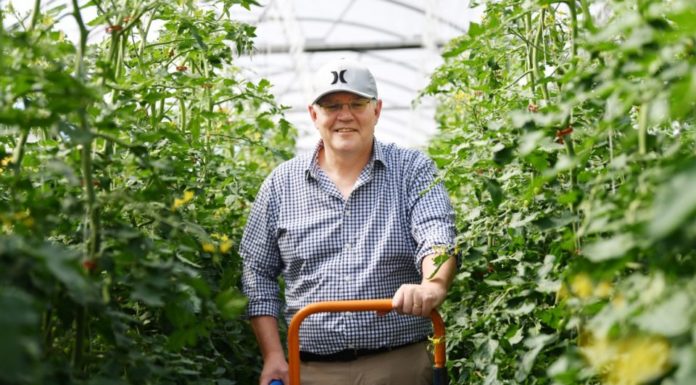 Michael Pascoe: So, what is the growth policy Mr Morrison?
