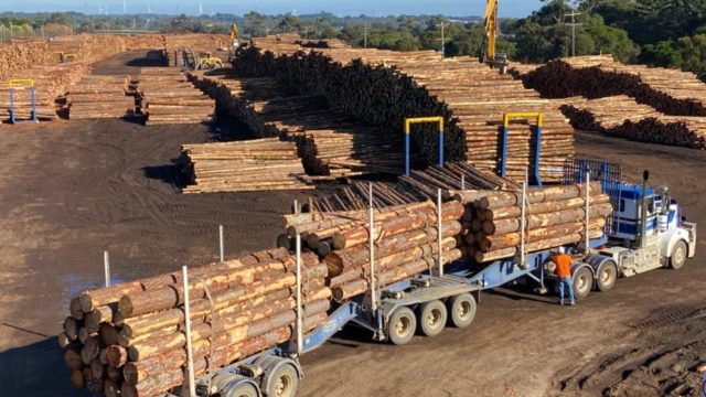 China suspends Australian timber imports from New South Wales and Western Australia