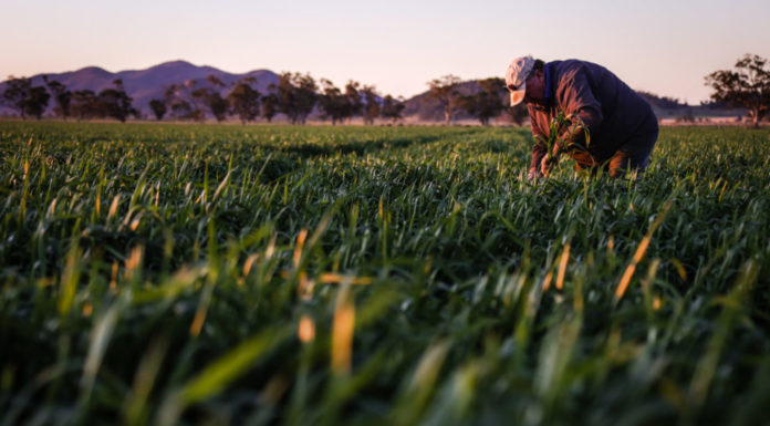Unemployed Australians want grain-harvest work but closed borders are locking them out