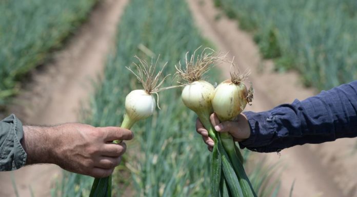 Buyer found for struggling food business, hundreds of jobs saved – Farm Weekly