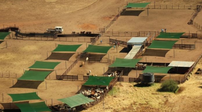 Hancock sells cattle stations