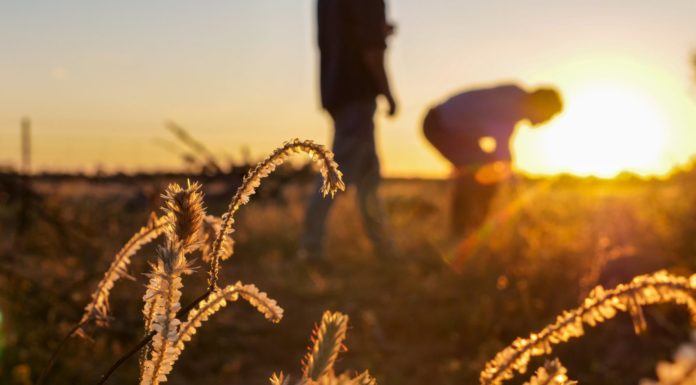 WA scores 45% on carbon farming