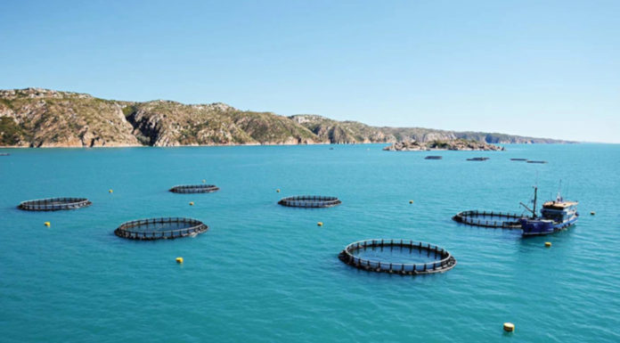 Fish farm serves up $300m expansion plan