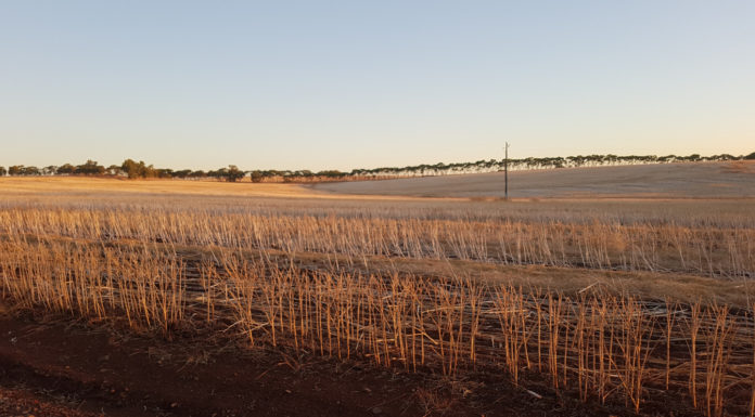 Dry June expedites crop growth